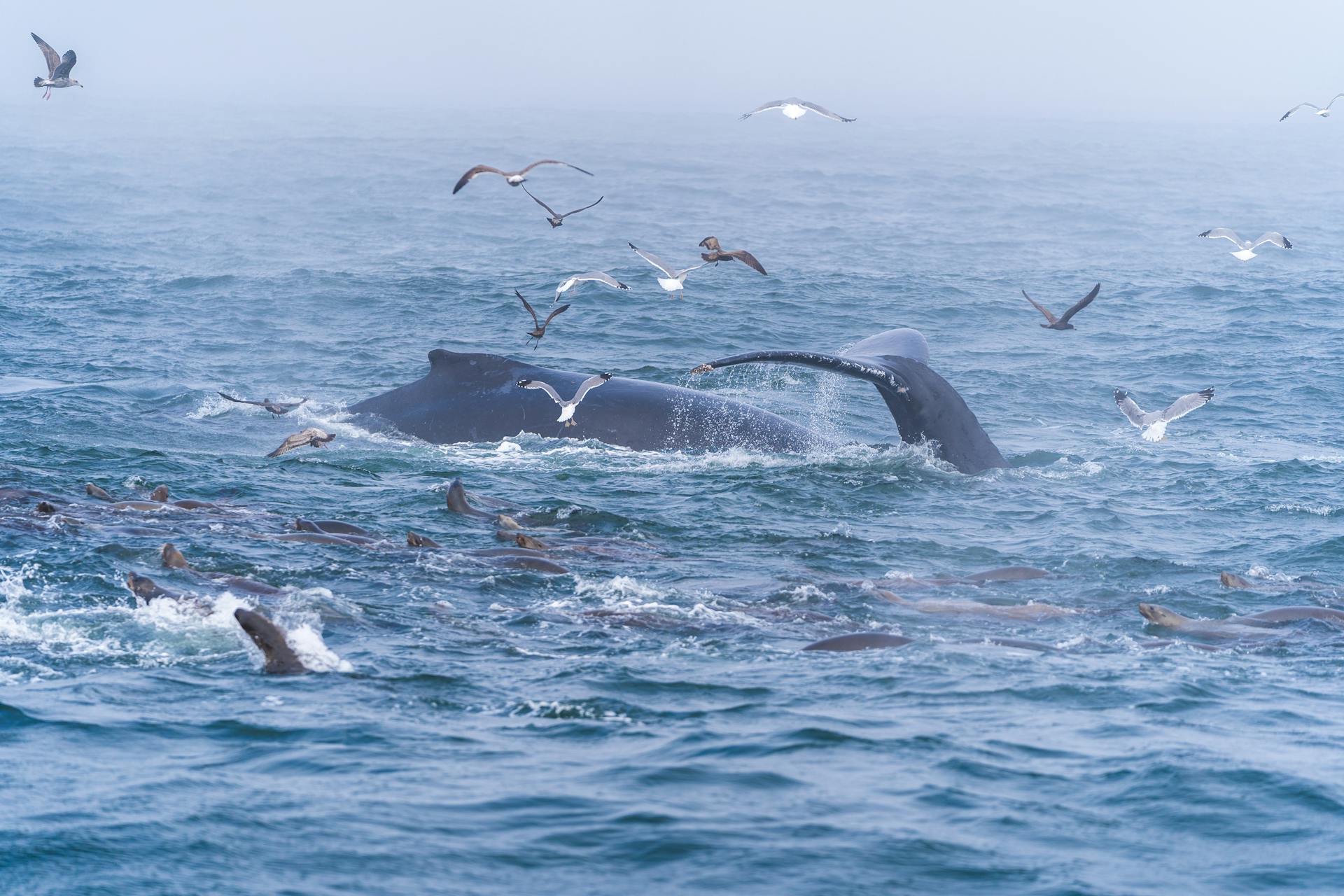Whale tail emerges in Santa Cruz ocean, surrounded by lively marine life and seagulls.