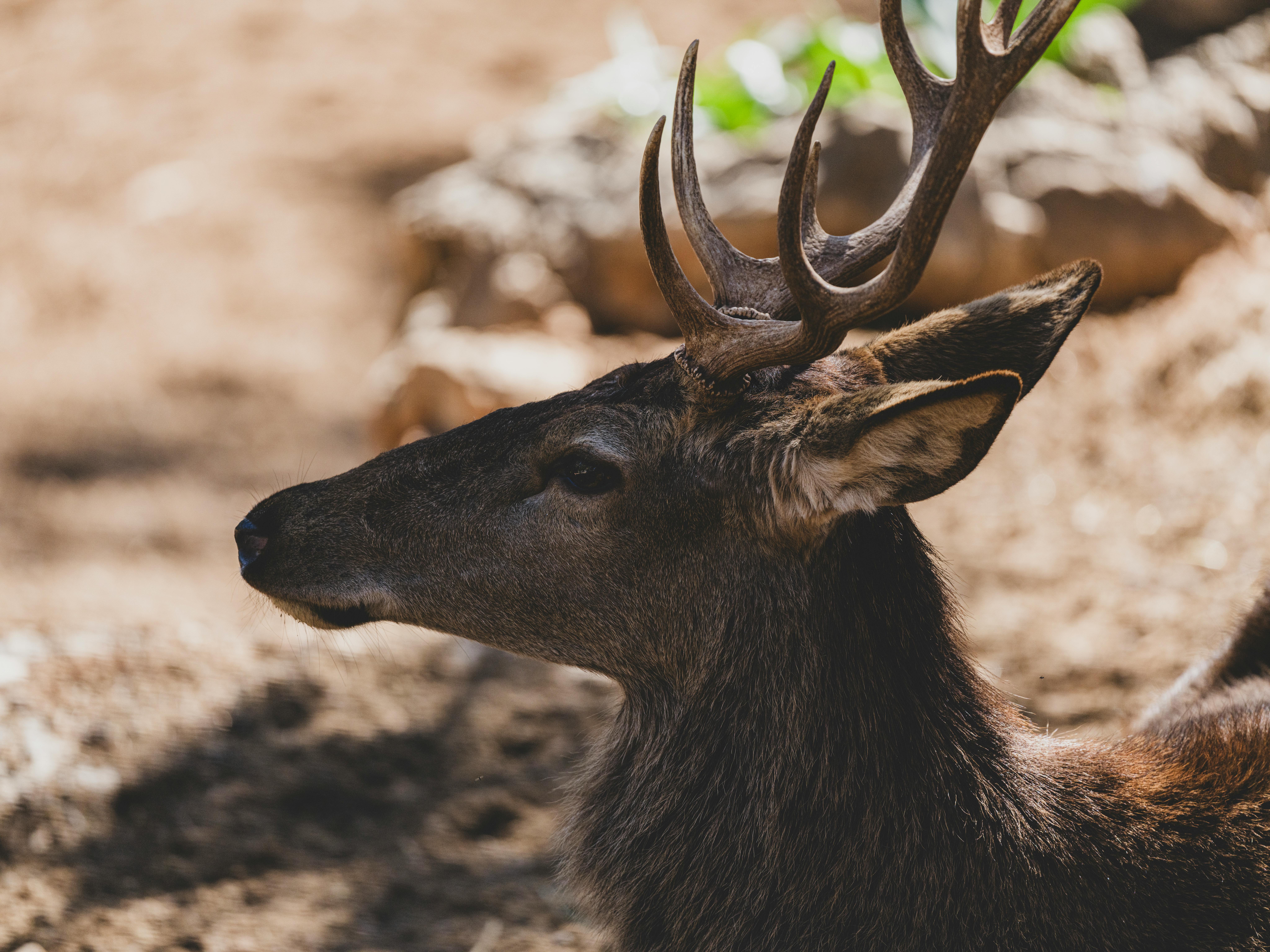 grátis Perfil lateral detalhado de um cervo com chifres proeminentes em um ambiente natural. Foto profissional