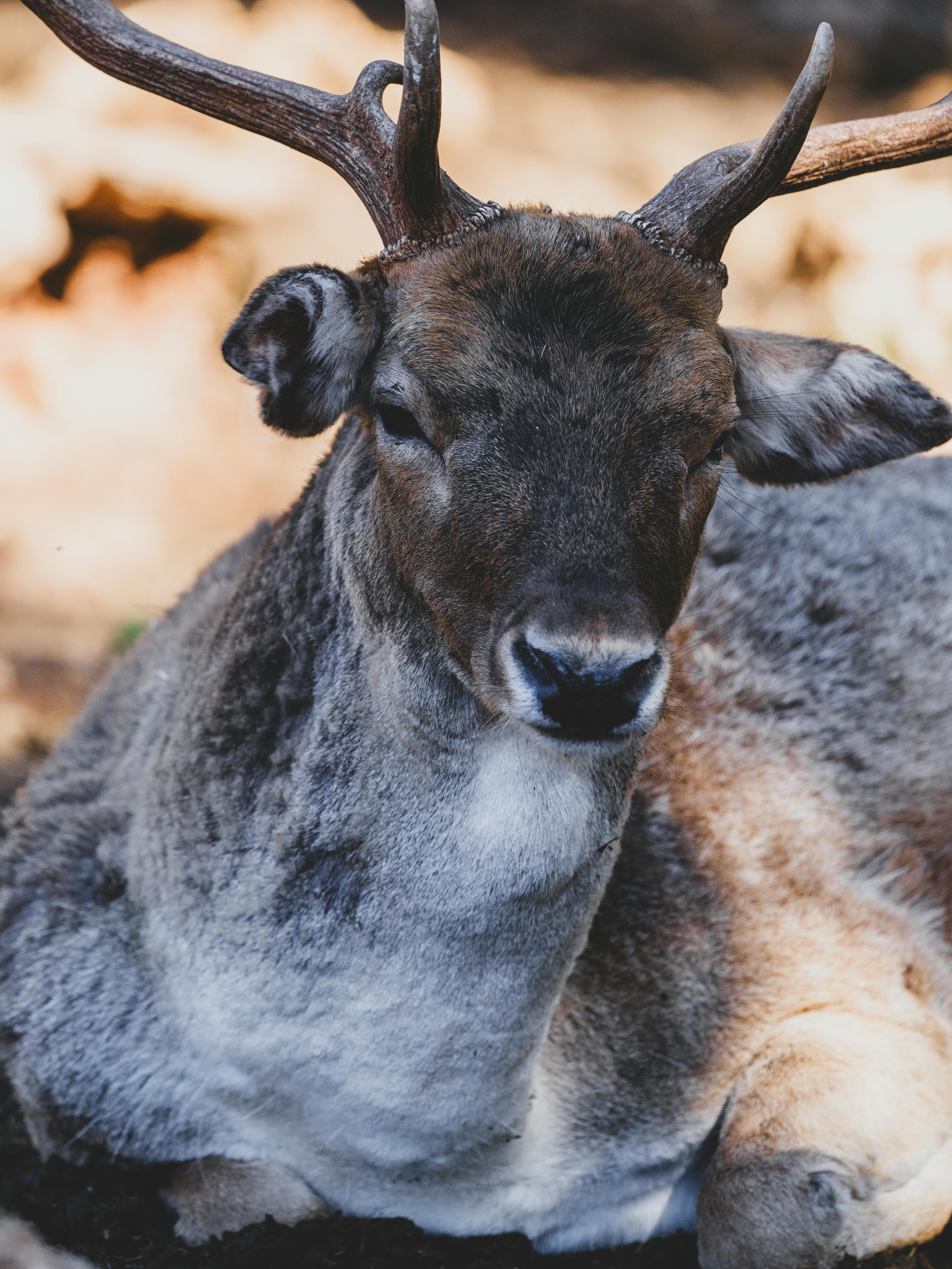 grátis Close cativante de um cervo descansando na natureza, exibindo seus chifres e pelo texturizado. Foto profissional
