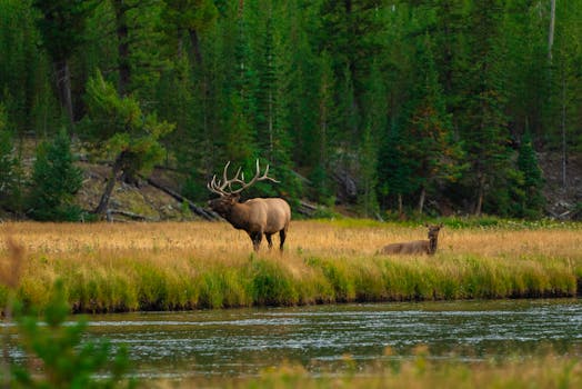 Bull elk standing proudly near a serene riverbank in Yellowstone, showcasing natural wilderness beauty.
