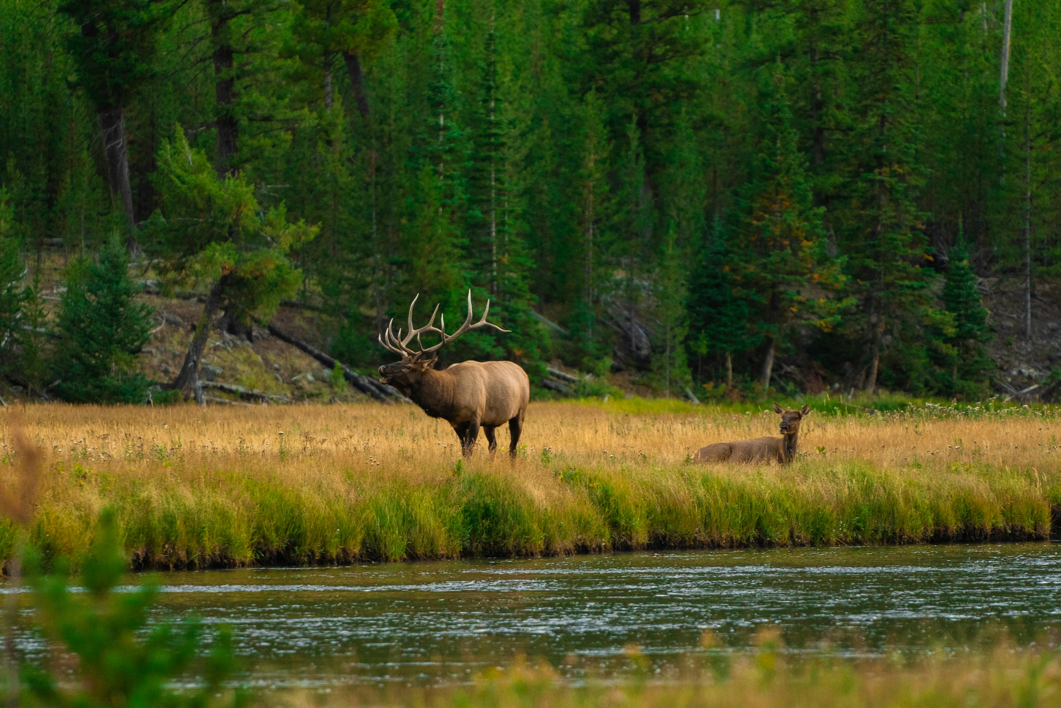 grátis Alce macho orgulhosamente posicionado perto de uma margem serena de rio em Yellowstone, exibindo a beleza natural da natureza. Foto profissional