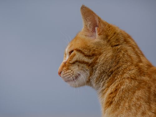 Free A serene portrait of a ginger cat in profile against a soft background, showcasing its detailed fur. Stock Photo