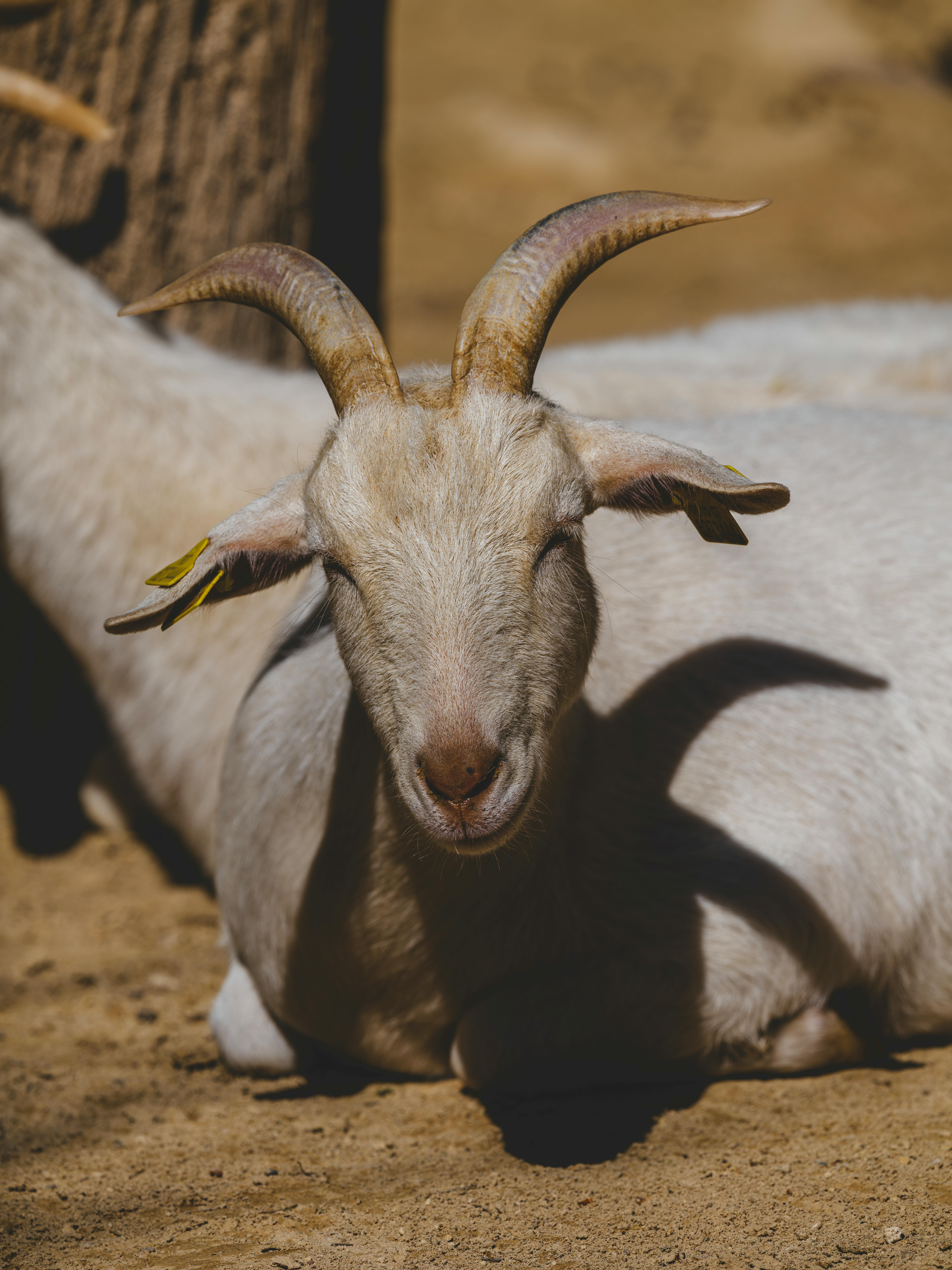 grátis Cabra Linda Foto profissional