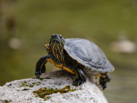A detailed close-up of a turtle basking on a sunlit rock near water, showcasing its intricate shell patterns.