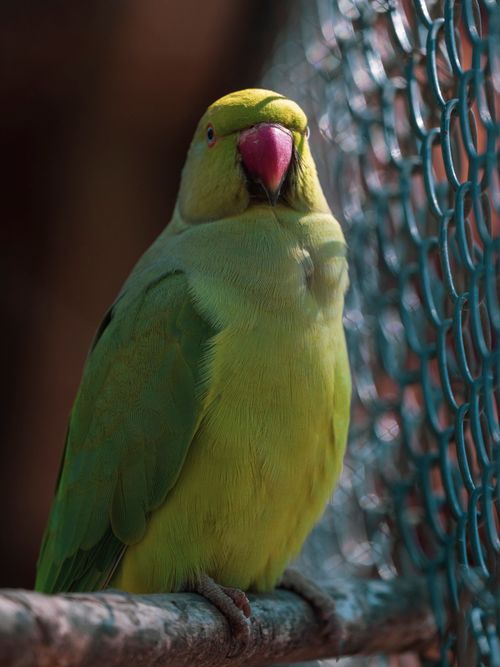 Free Close-up of a vibrant green parrot with a pink beak perched on a branch outdoors. Stock Photo