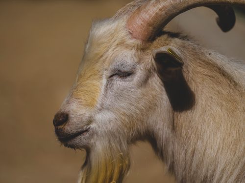 Free Detailed portrait of a light brown goat outdoors on a sunny day. Stock Photo