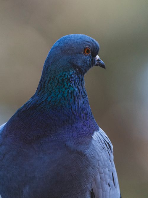 Free Close-up portrait of a vibrant pigeon showcasing iridescent feathers in an urban environment. Stock Photo