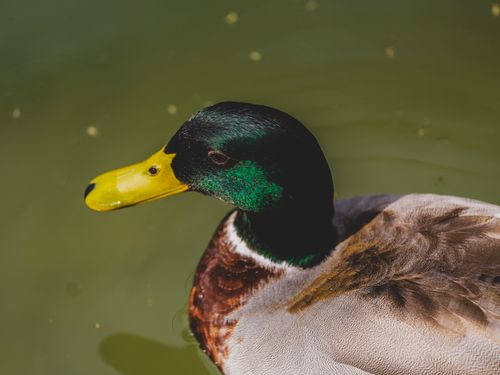 Free Close-up of a colorful mallard duck with vibrant plumage swimming in a serene pond. Stock Photo