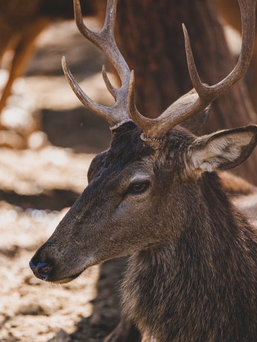 Free Close-up of a beautiful deer with antlers in a sunlit forest, capturing its grace and elegance. Stock Photo