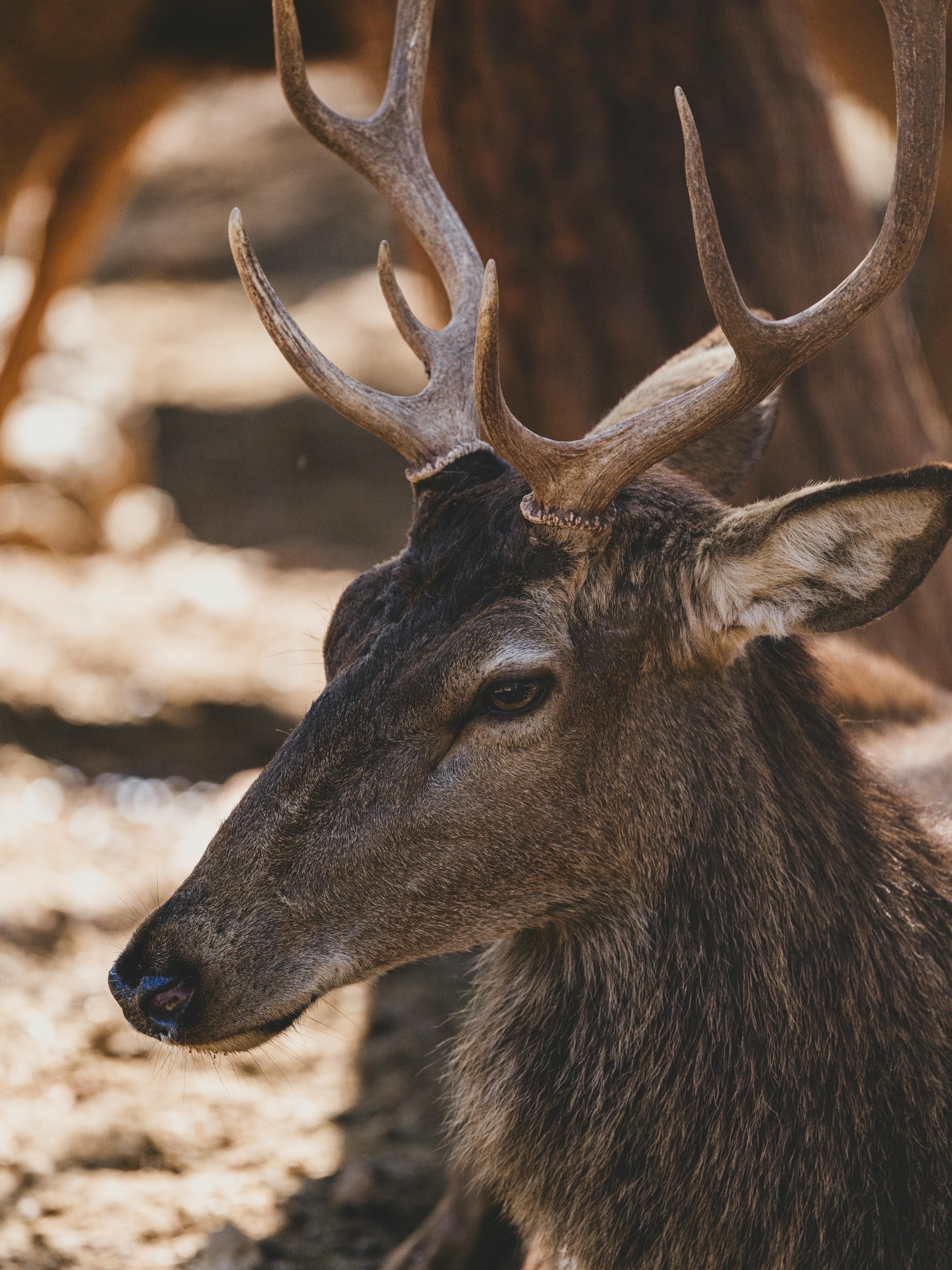 grátis Close de um lindo cervo com chifres em uma floresta iluminada pelo sol, capturando sua graça e elegância. Foto profissional