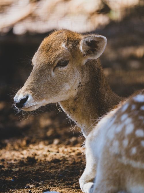 Free Portrait of a deer with soft sunlit fur, shown in a natural setting, highlighting its peaceful nature. Stock Photo