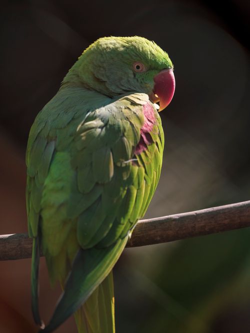 Free A stunning close-up portrait of a colorful green parrot perched in a natural outdoor setting. Stock Photo