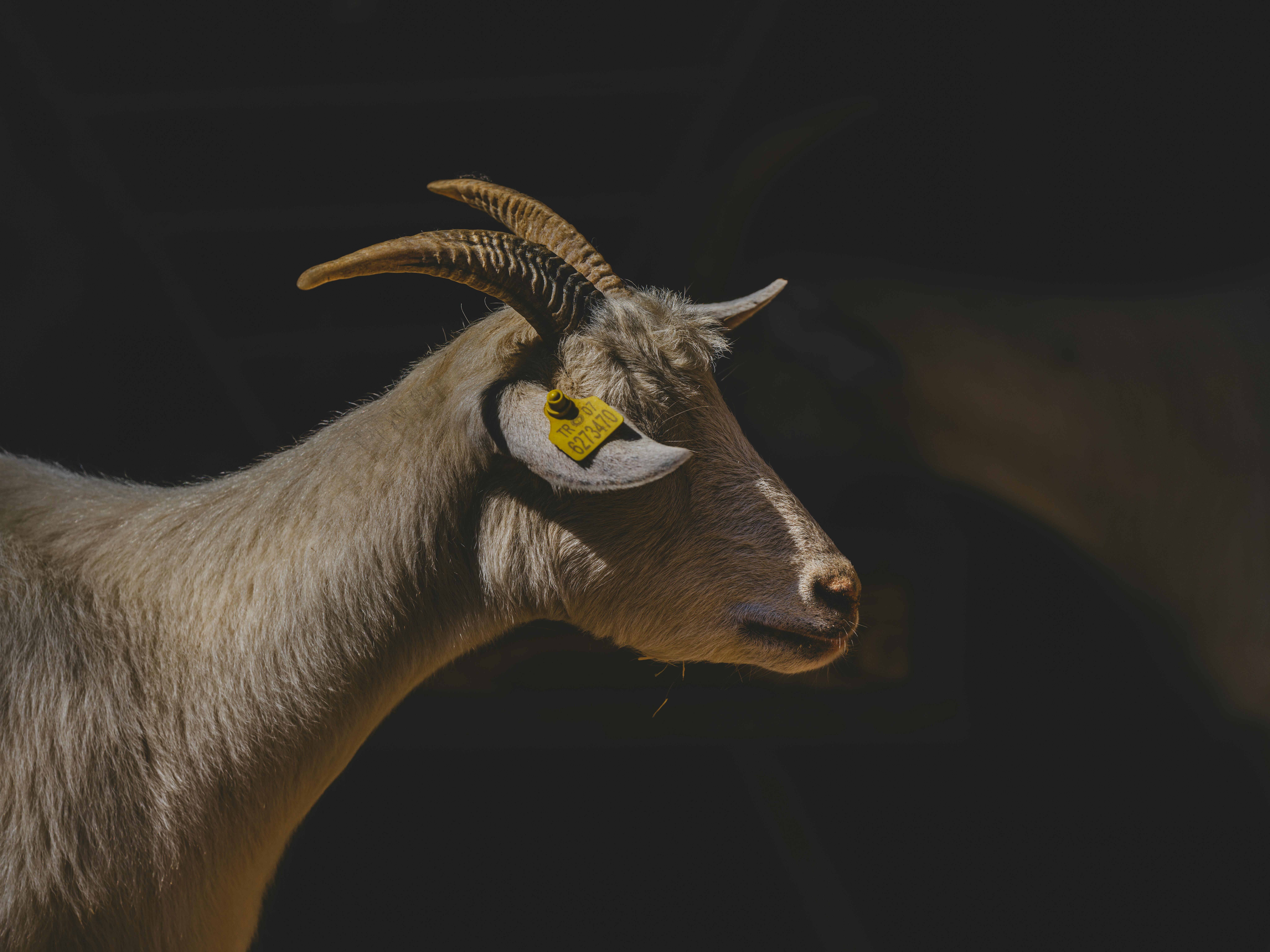 grátis Perfil detalhado de uma cabra com chifres cremosos e marca na orelha, tirado em um dia ensolarado. Foto profissional