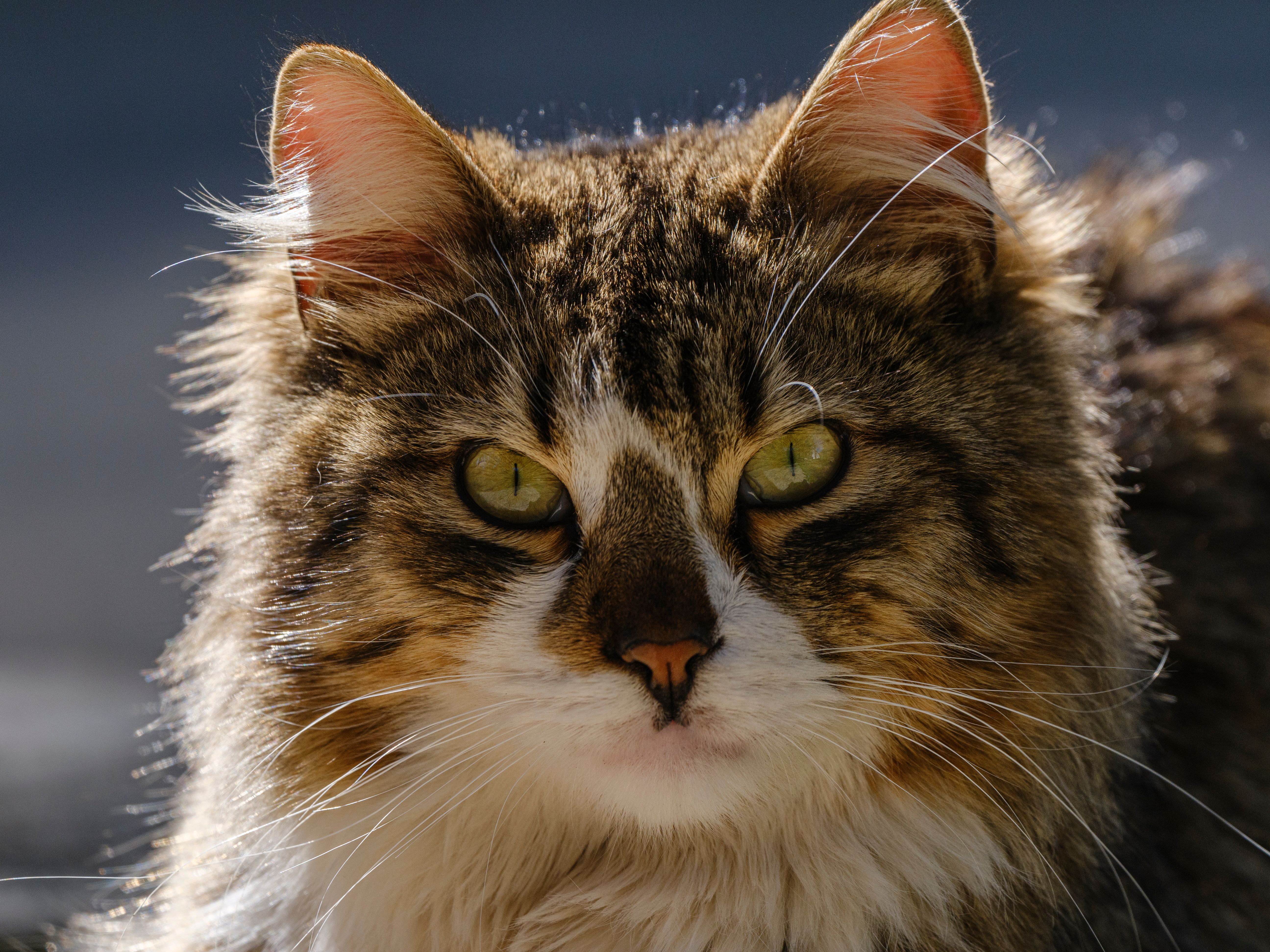 Puces du chat : traitement et prévention - Comment détecter les puces chez le chat ?