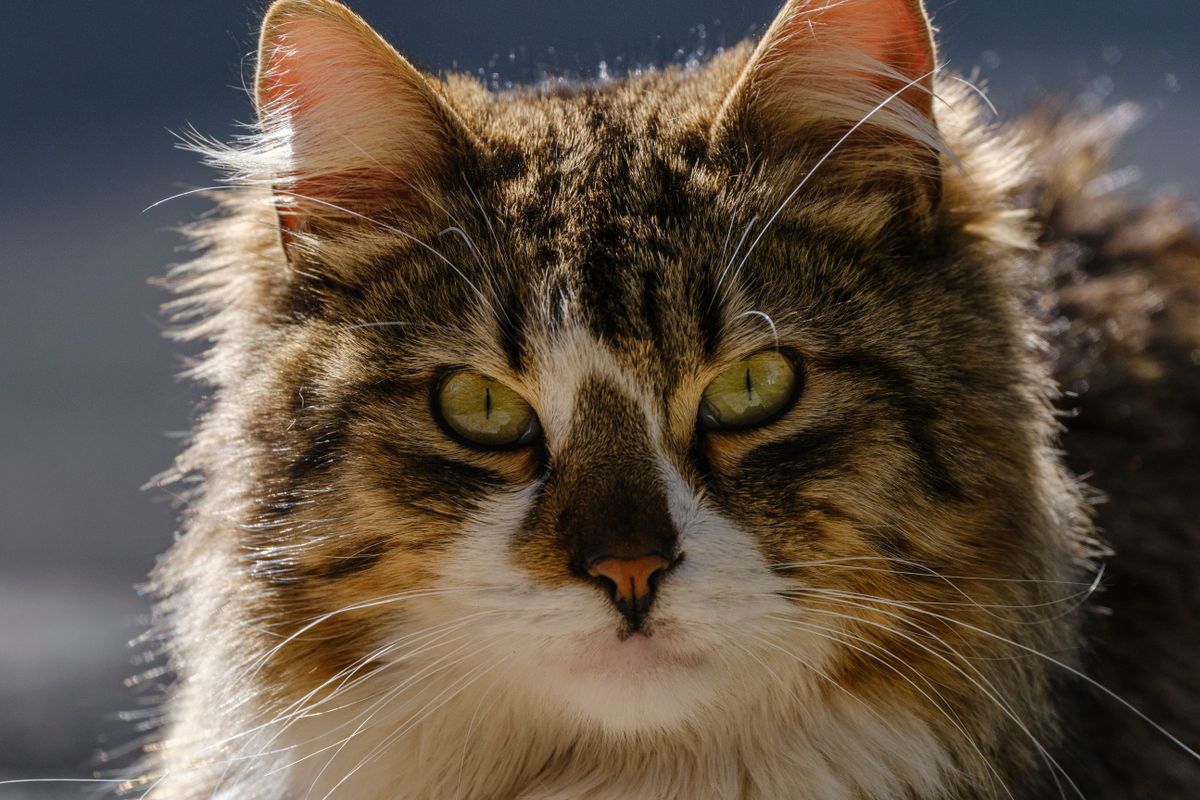 Puces du chat : traitement et prévention - Comment détecter les puces chez le chat ?
