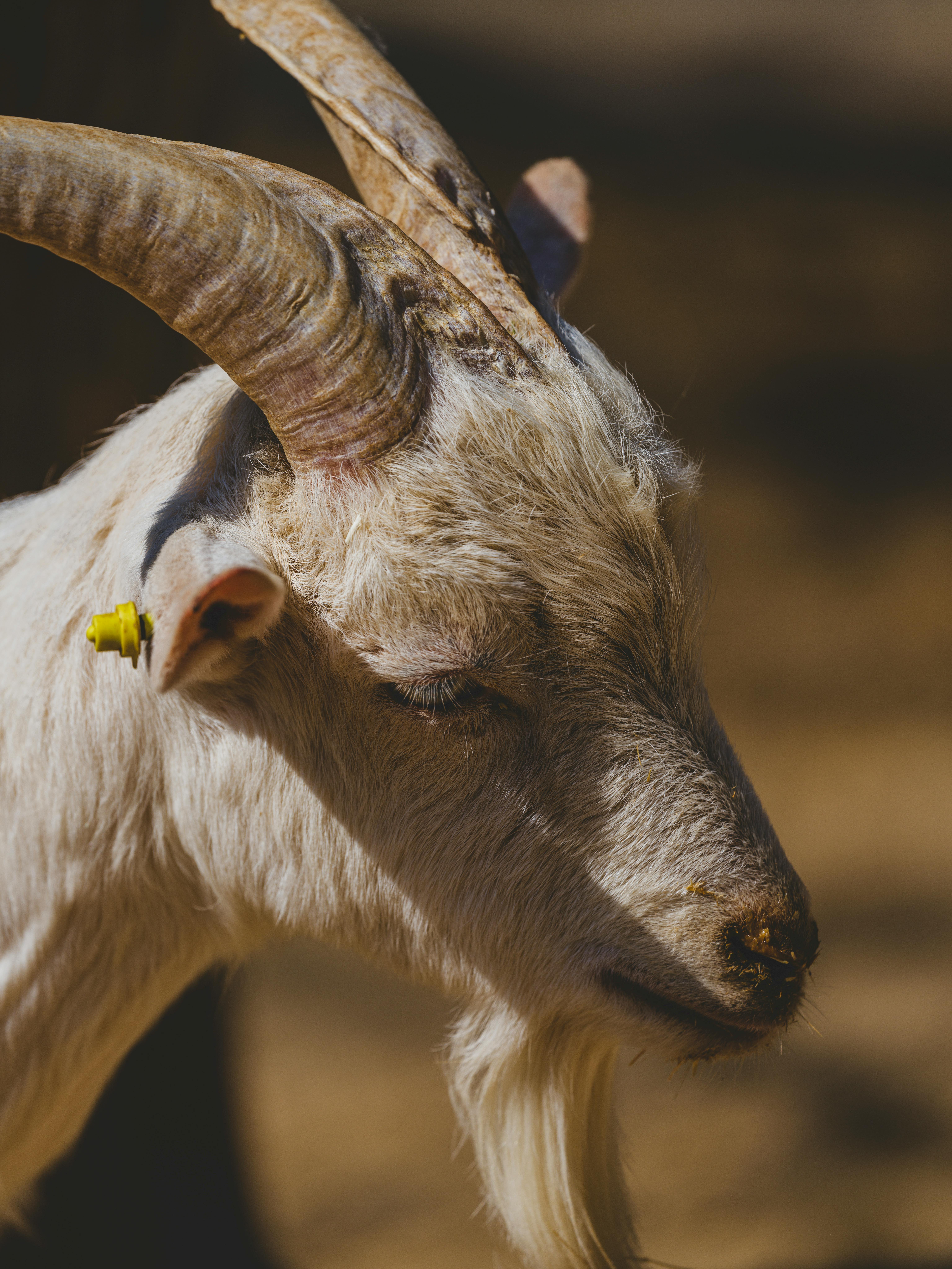 grátis Close de uma cabra branca com chifres proeminentes, tomando sol em uma fazenda. Foto profissional