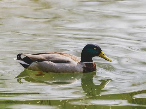 Free A mallard duck gracefully swims on a calm pond, reflecting the natural beauty of wildlife. Stock Photo