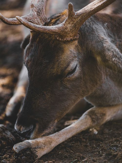 Free A peaceful deer with antlers resting on forest ground, showcasing wildlife beauty. Stock Photo