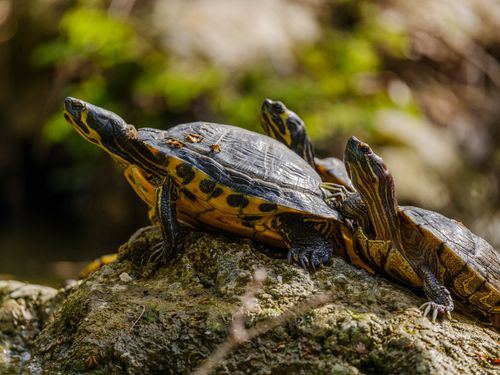 Free Three turtles basking on a rocky surface in a sunny outdoor setting. Stock Photo