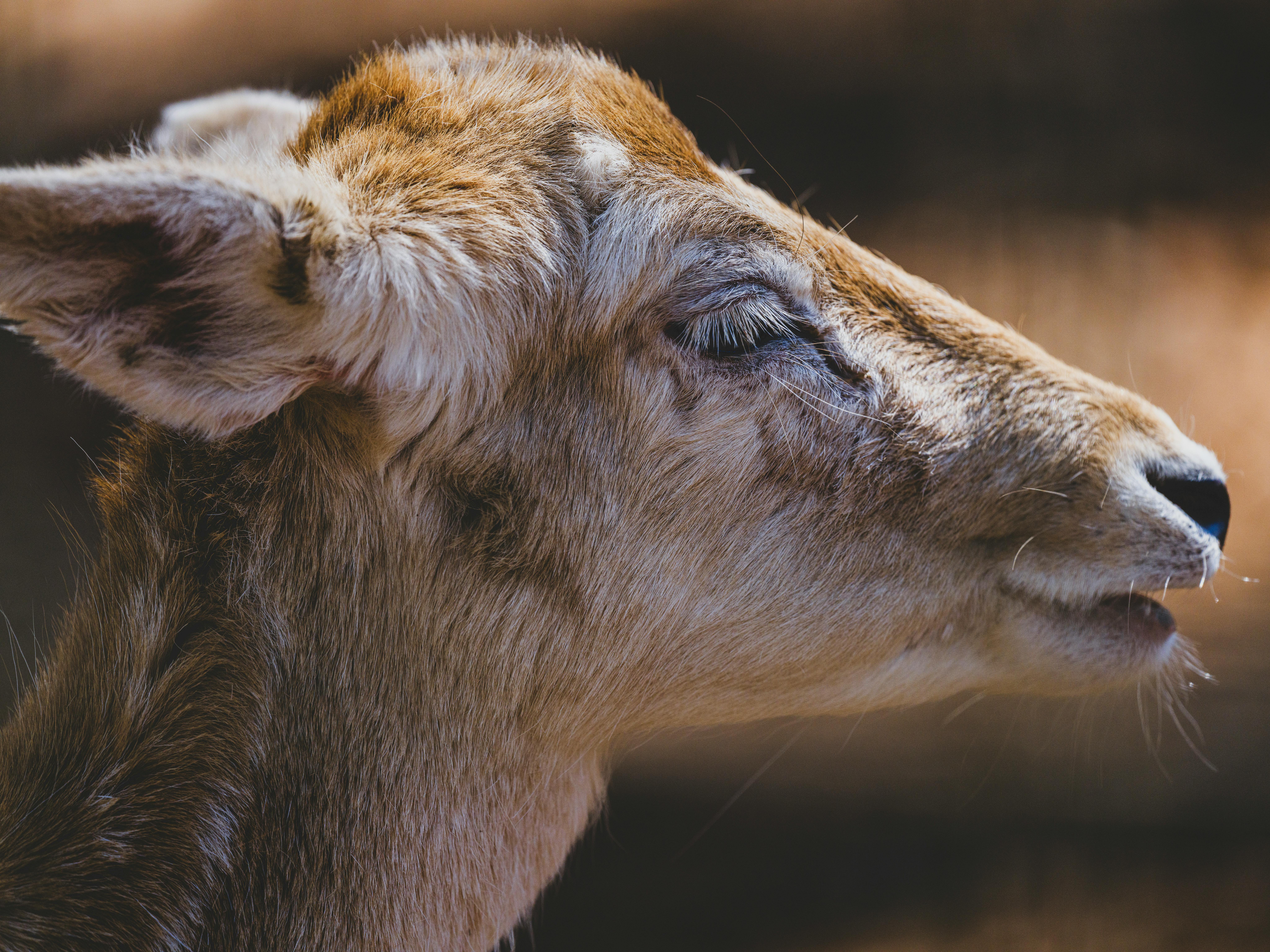 grátis Um close sereno do rosto de um cervo enfatizando sua expressão gentil sob luz natural. Foto profissional