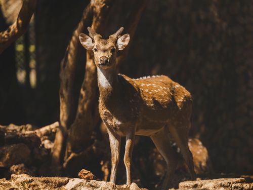 Free A brown deer with antlers stands gracefully in a sunlit forest. Stock Photo