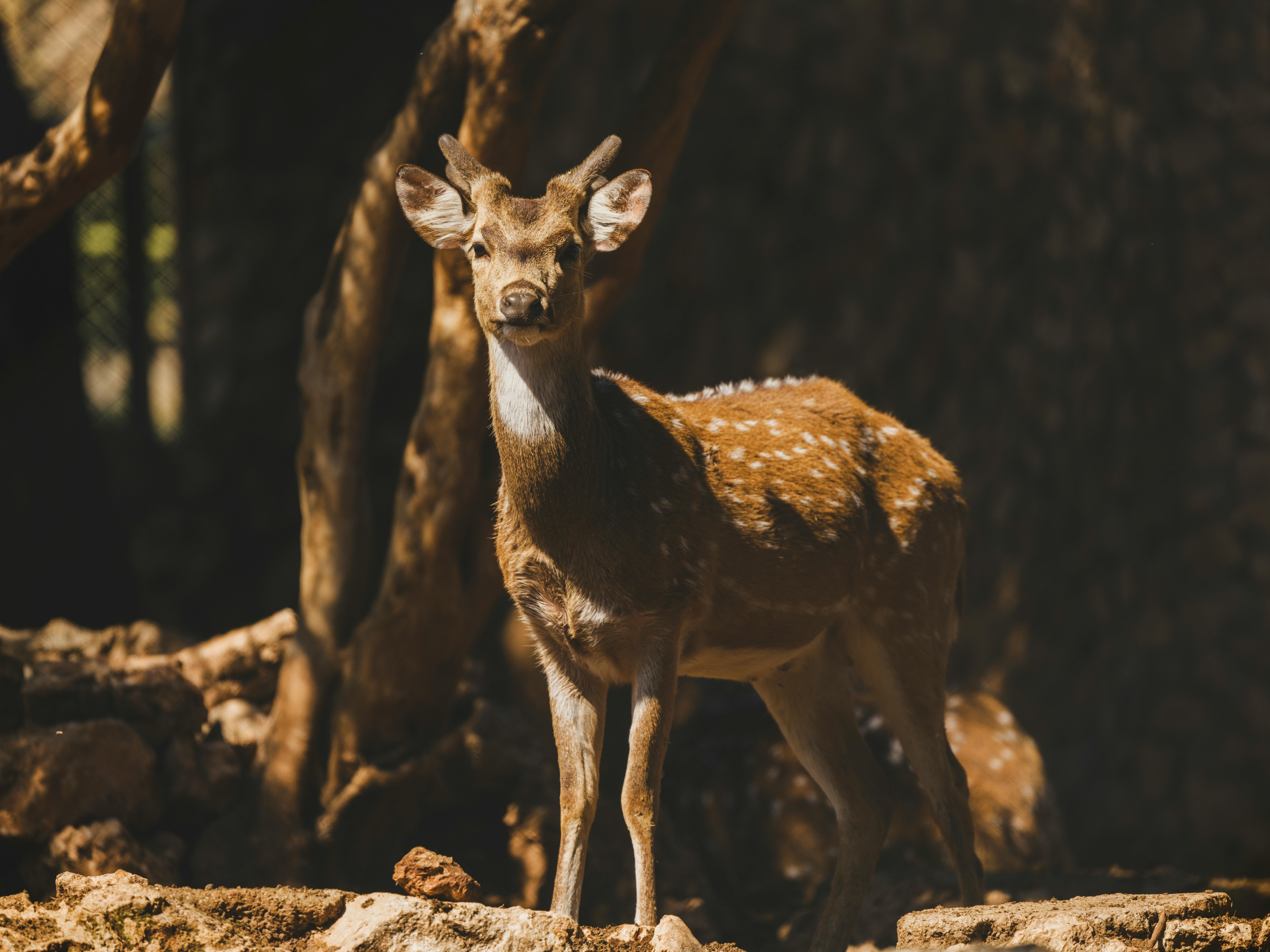 grátis Um veado marrom com chifres está graciosamente em uma floresta iluminada pelo sol. Foto profissional