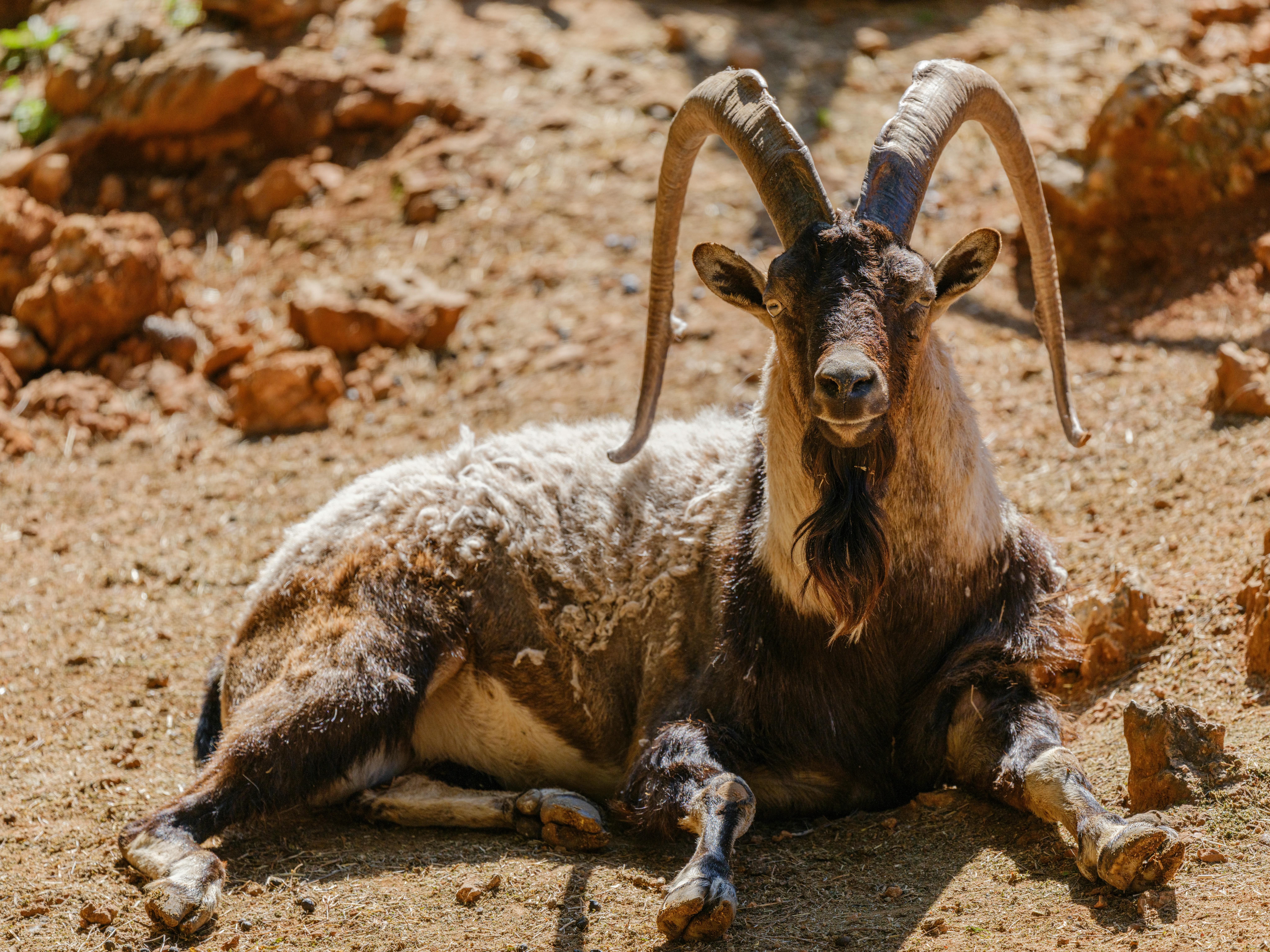 grátis Uma cabra selvagem com chifres impressionantes relaxando em um terreno rochoso durante o dia. Foto profissional