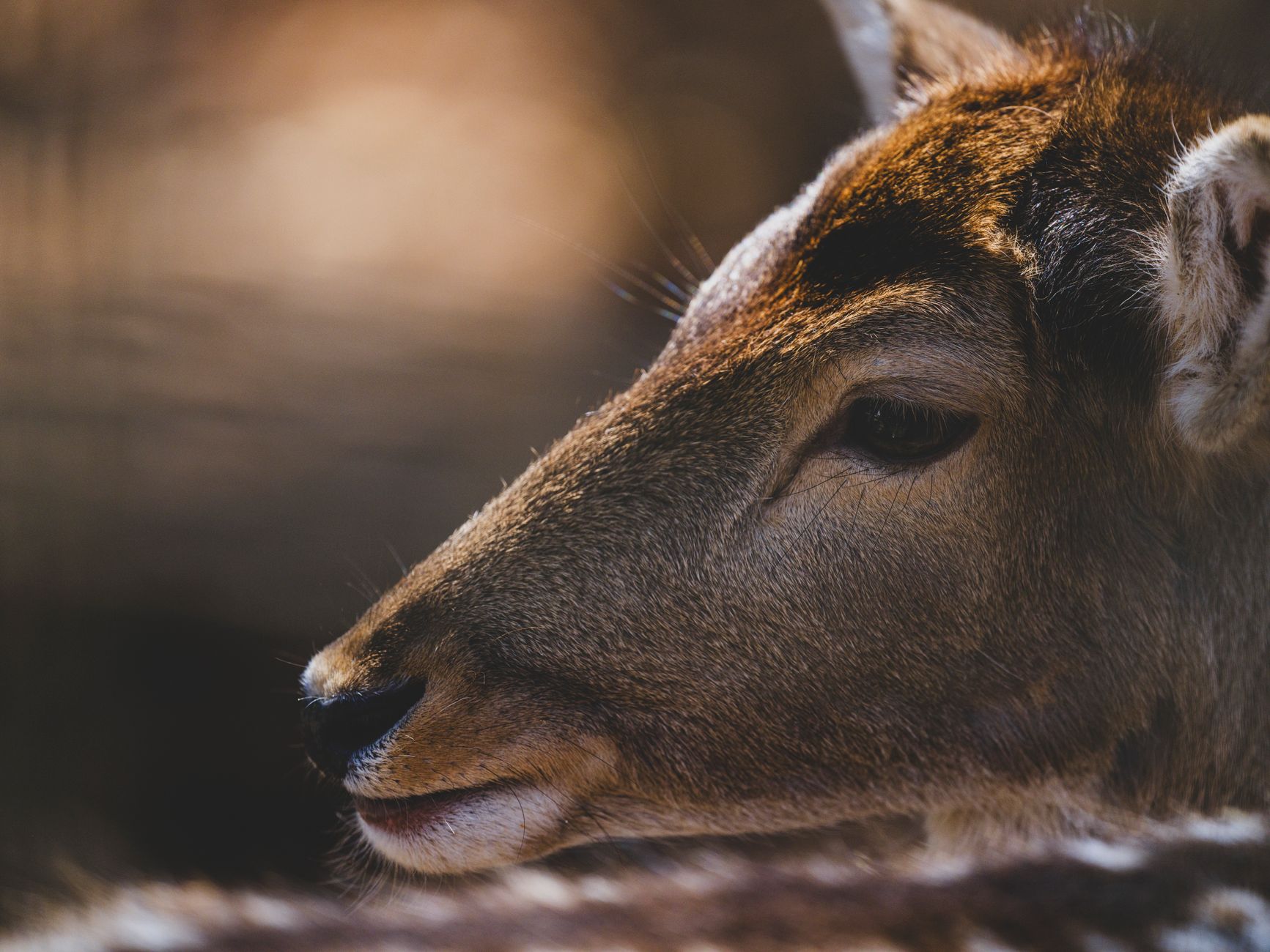 Doe Names What is feminine deer called? - The Institute for Environmental ...
