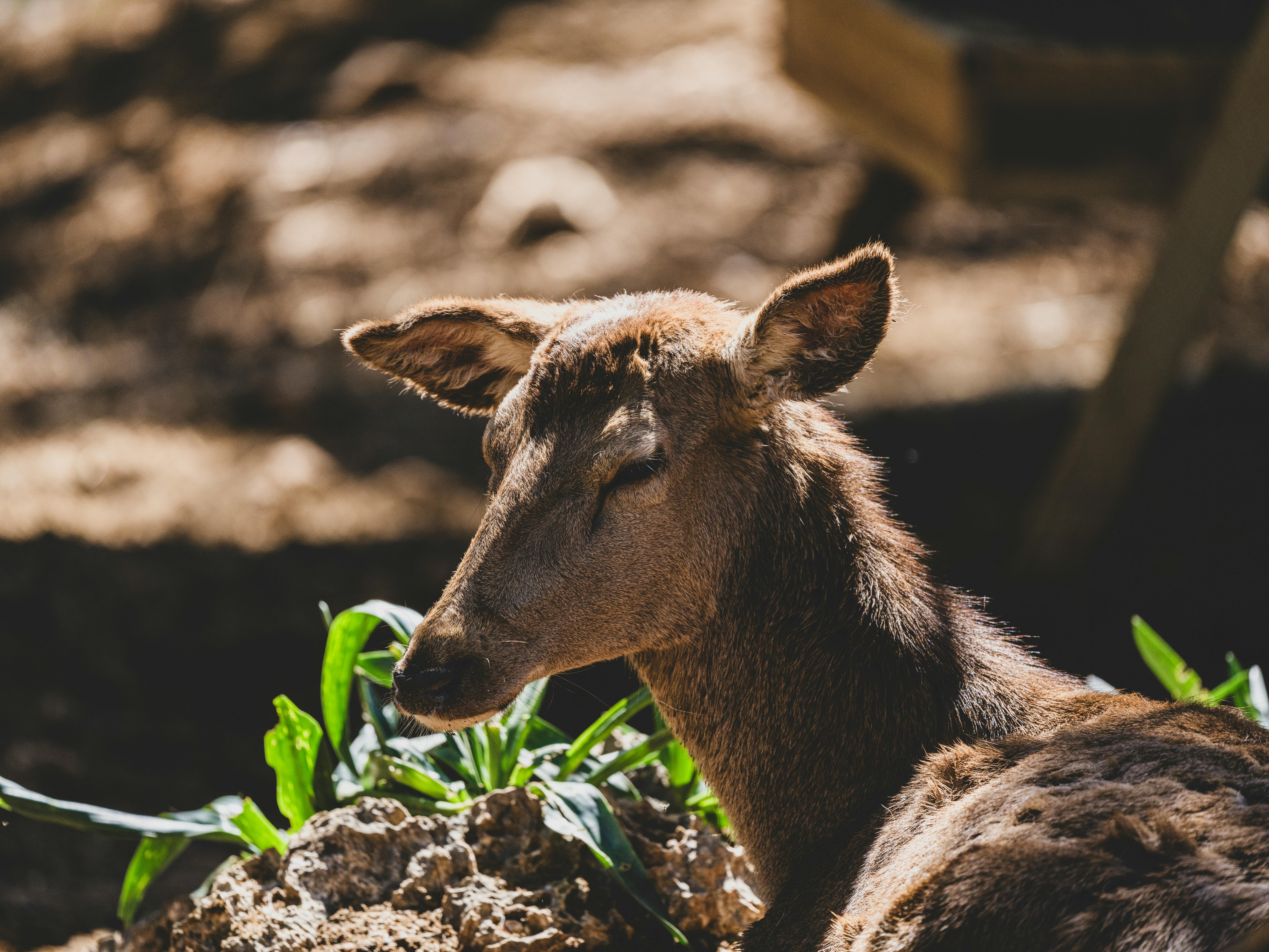 grátis Um cervo tranquilo aproveita um dia ensolarado na floresta, exibindo sua beleza serena. Foto profissional