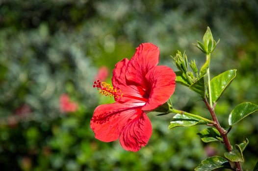 Hibiscus flower Egypt