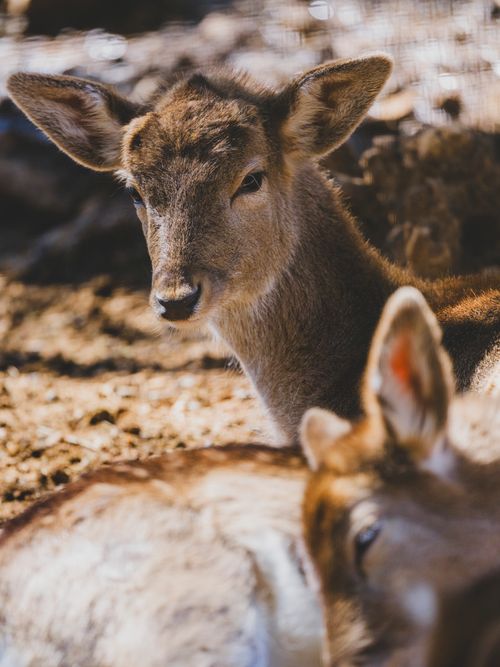 Free Close-up of a deer basking in sunlight, showcasing its natural beauty in a serene forest setting. Stock Photo