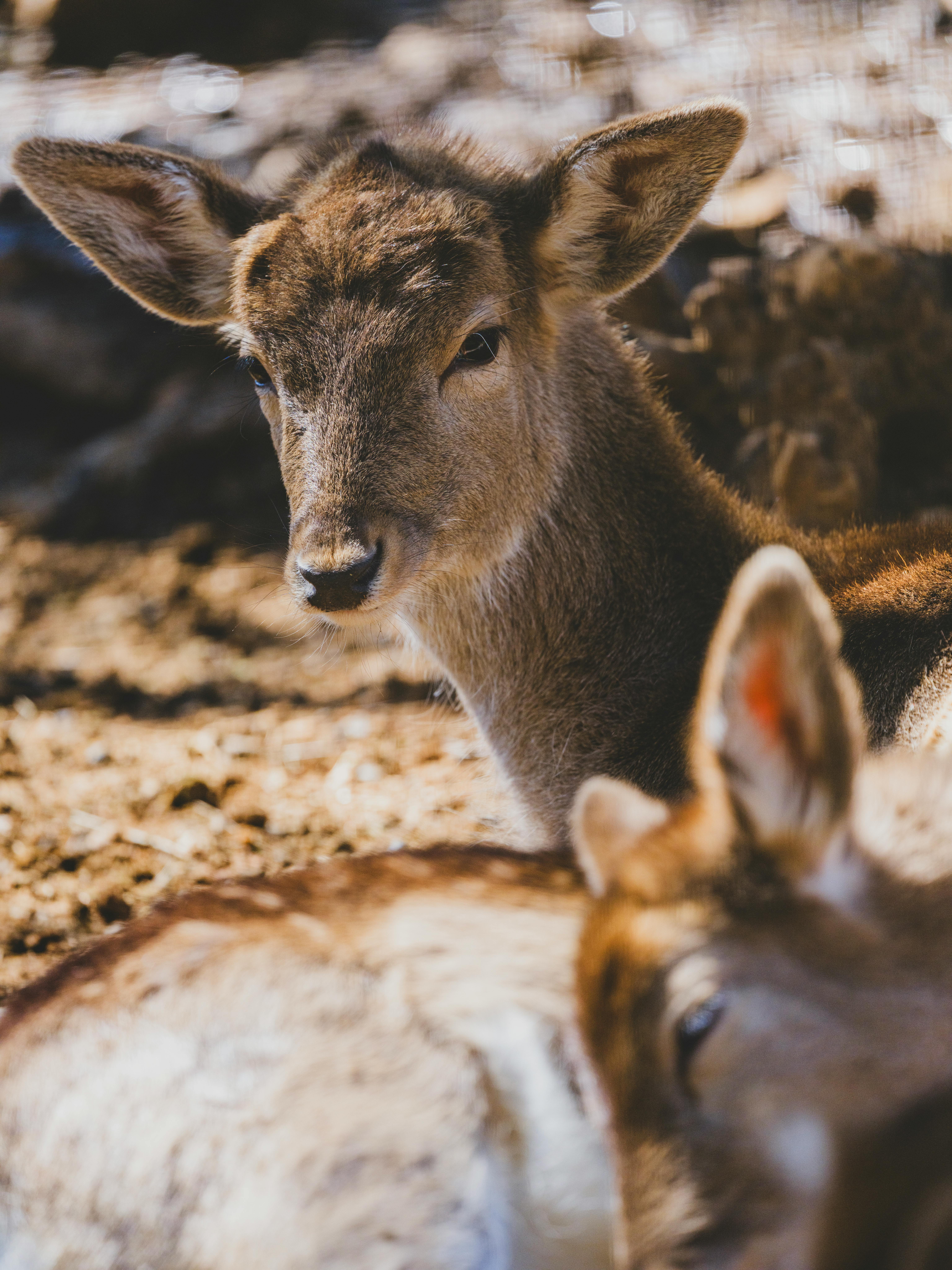 grátis Close de um cervo tomando sol, exibindo sua beleza natural em um cenário sereno de floresta. Foto profissional