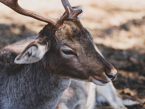 Free Intimate closeup of a fallow deer with antlers resting in a natural setting, showcasing serene wildlife beauty. Stock Photo