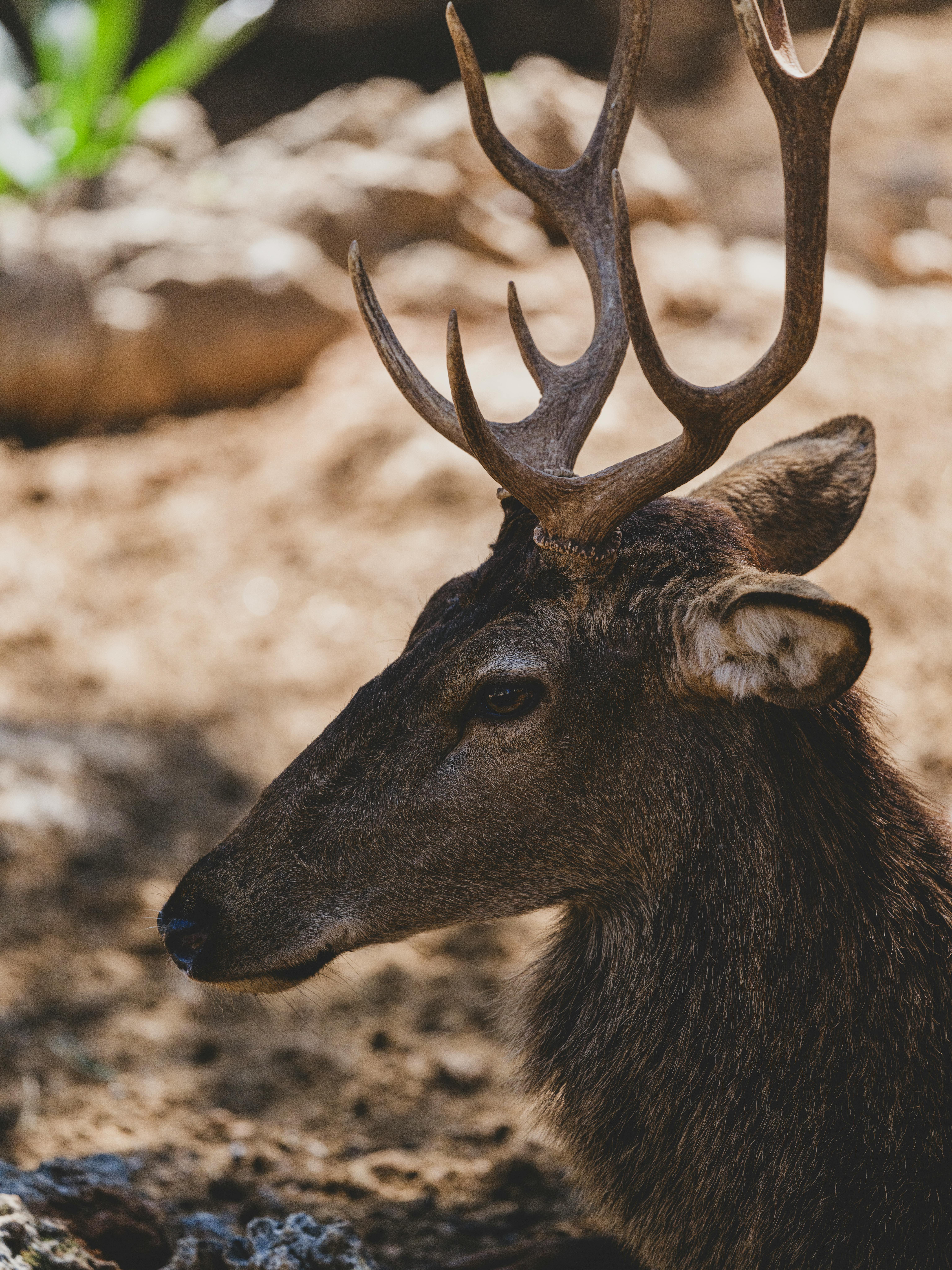 grátis Um Cervo Fofo Na Floresta Foto profissional