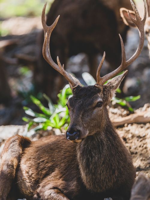 Free A majestic deer with antlers rests in a sunlit forest, showcasing nature's beauty. Stock Photo