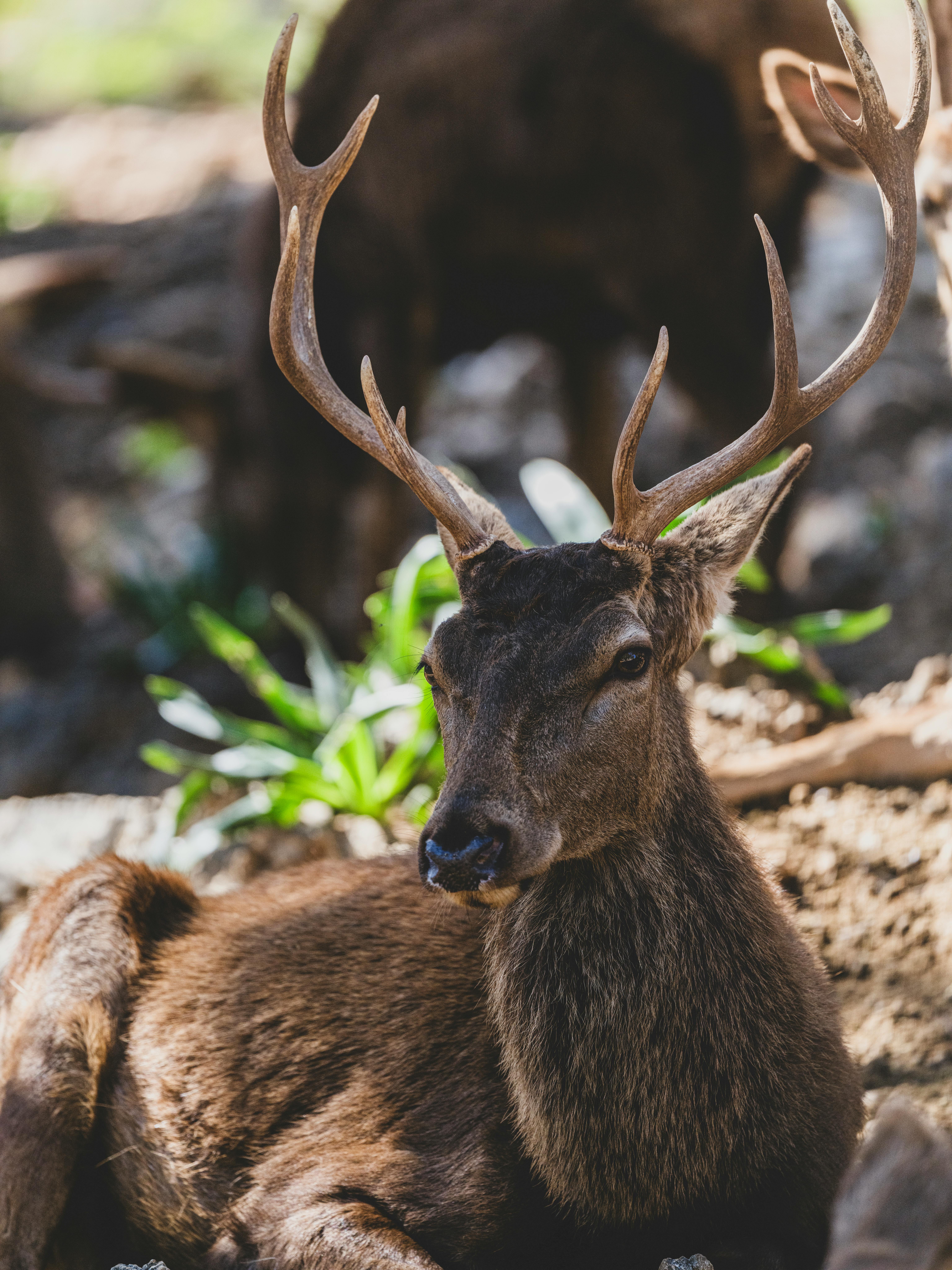 grátis Um majestoso cervo com chifres descansa em uma floresta iluminada pelo sol, exibindo a beleza da natureza. Foto profissional