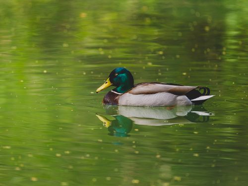 Free A vivid male mallard duck gracefully swims in a serene pond with lush green reflections. Stock Photo