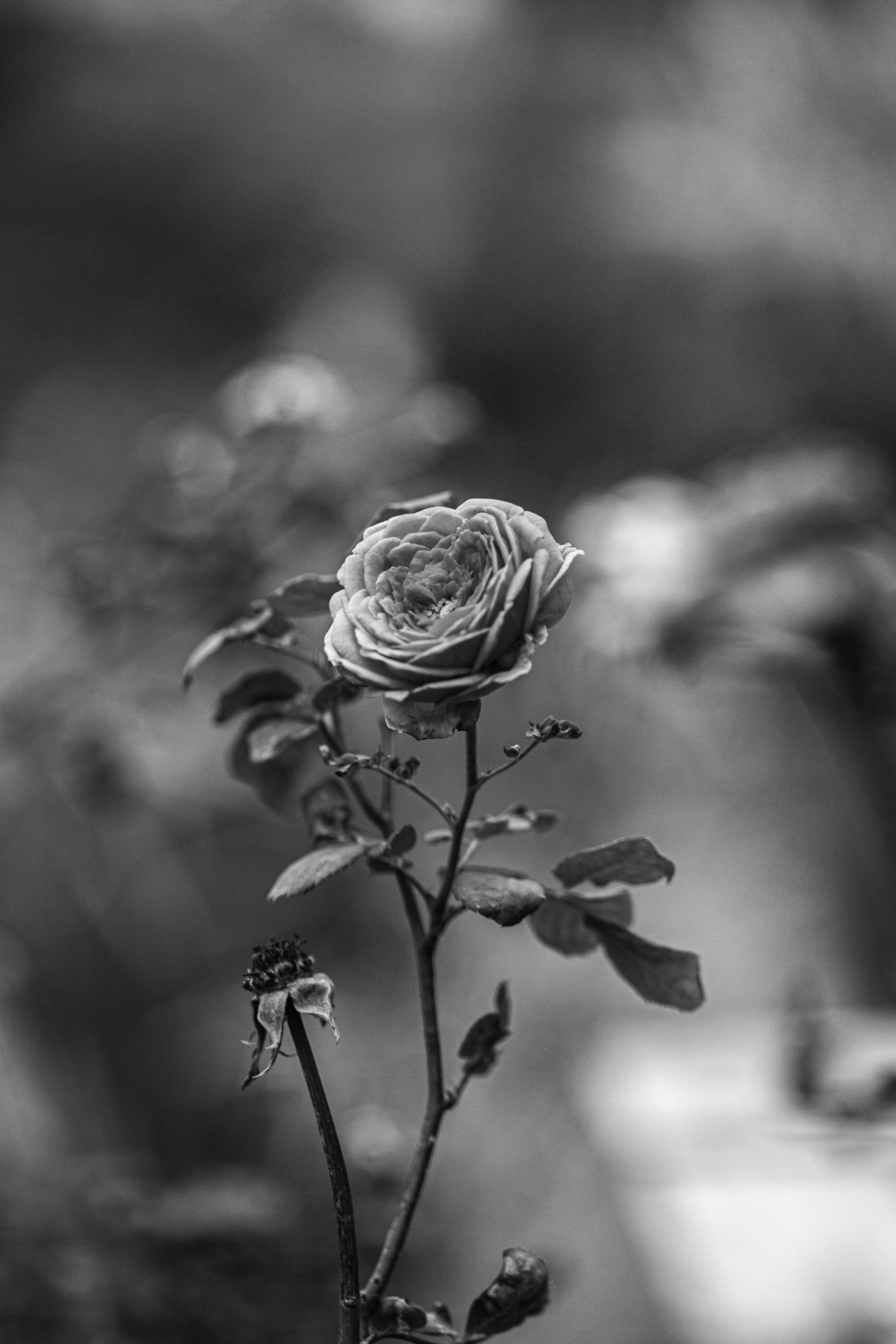 Monochrome image focusing on a blooming rose in a garden.