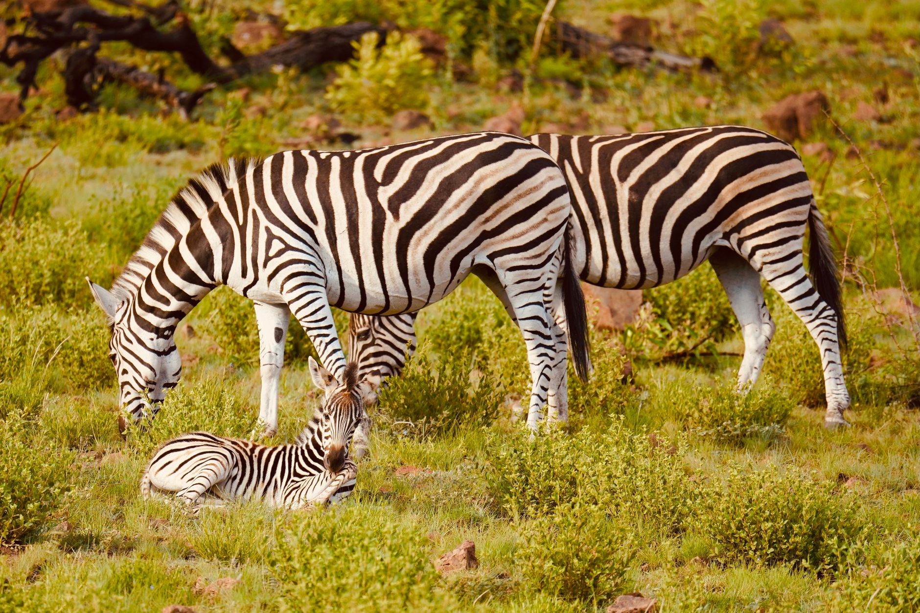 Three zebras grazing together in the African grassland, showcasing natural wildlife beauty.