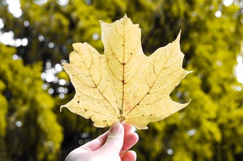 Kostnadsfri bild av fallna löv, höst, höst humör