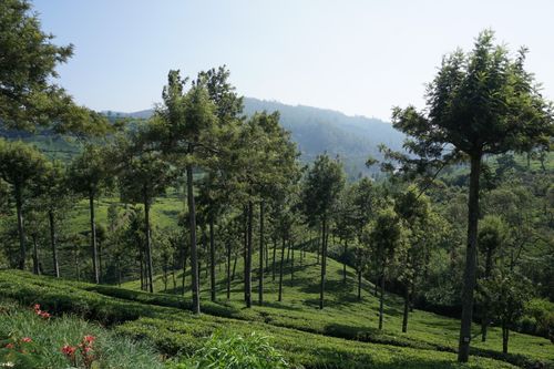 Free Scenic view of green tea plantations with tall trees in Sri Lanka's lush hills. Stock Photo