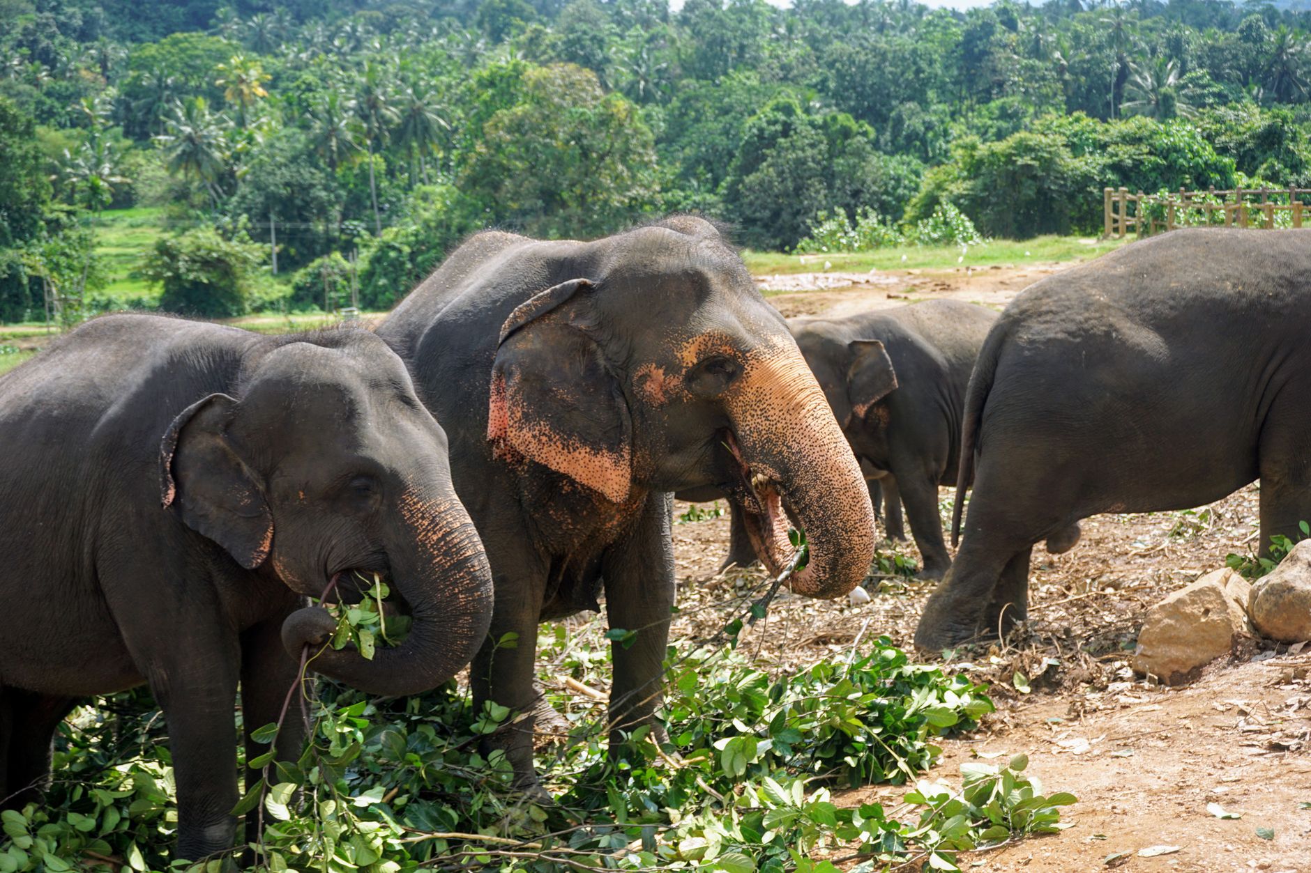 Pinnawala for Solo Travellers: Safety and Practical Tips