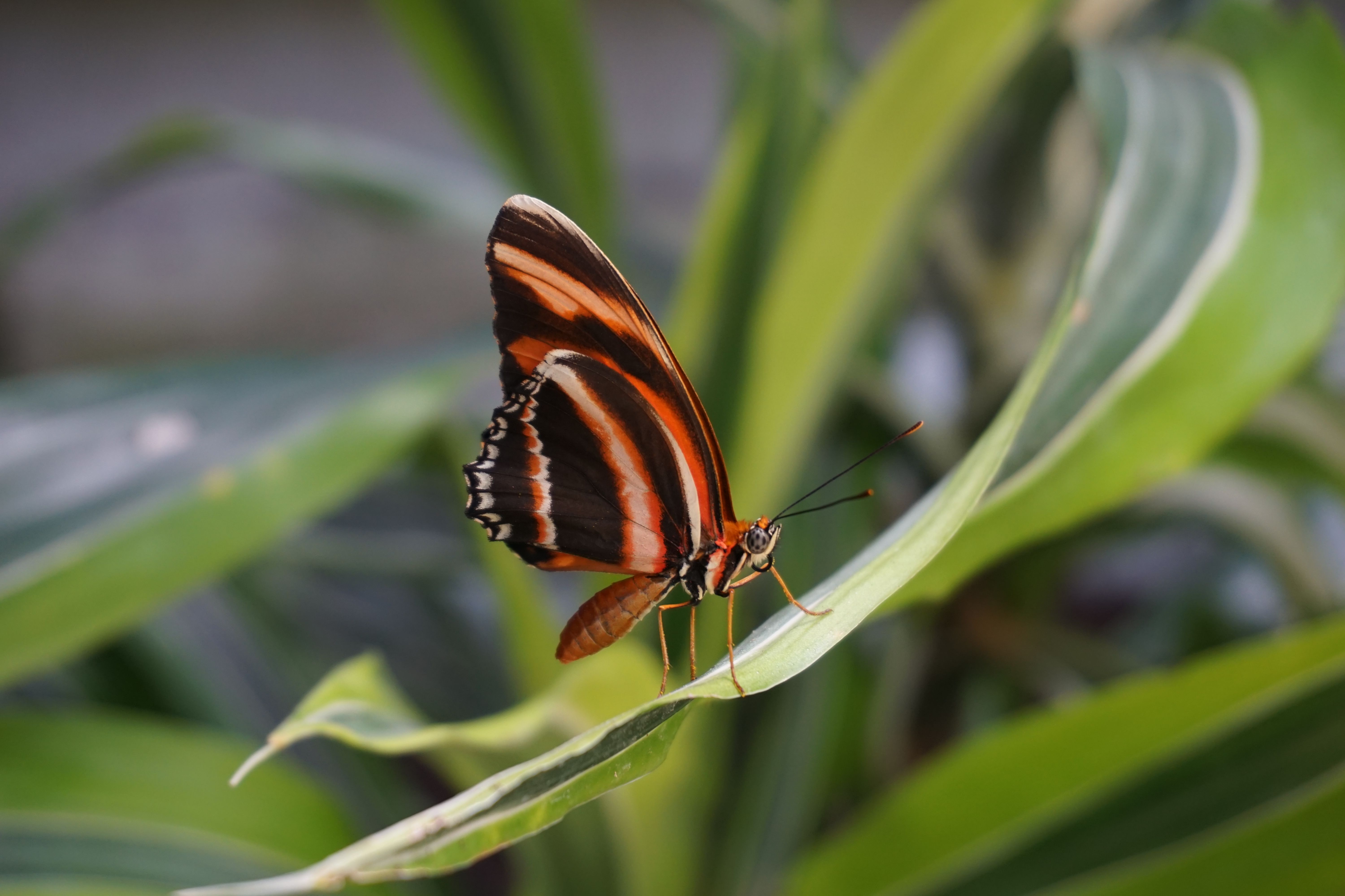 Close-up of a Zebra Longwing butterfly resting on a green leaf in a natural setting.
