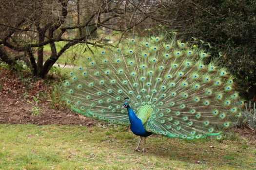 peacock photo