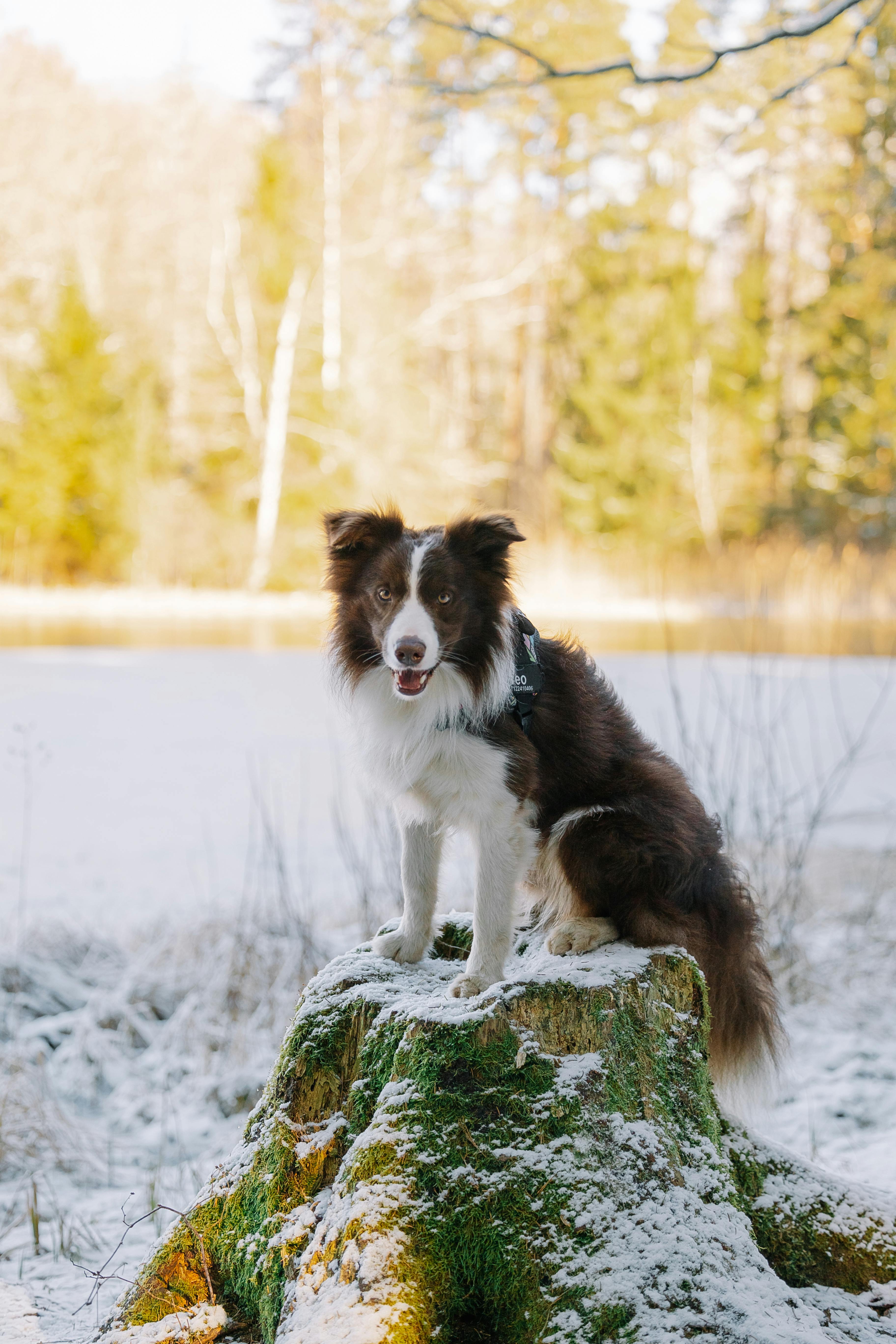 A Border Collie stands on a snowy tree stump in a winter forest setting