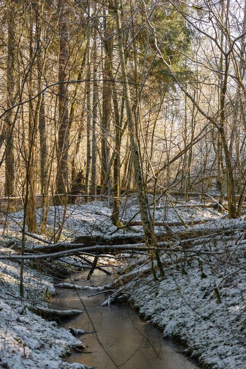 Free A tranquil snow-covered forest stream in a serene wooded landscape during winter. Stock Photo