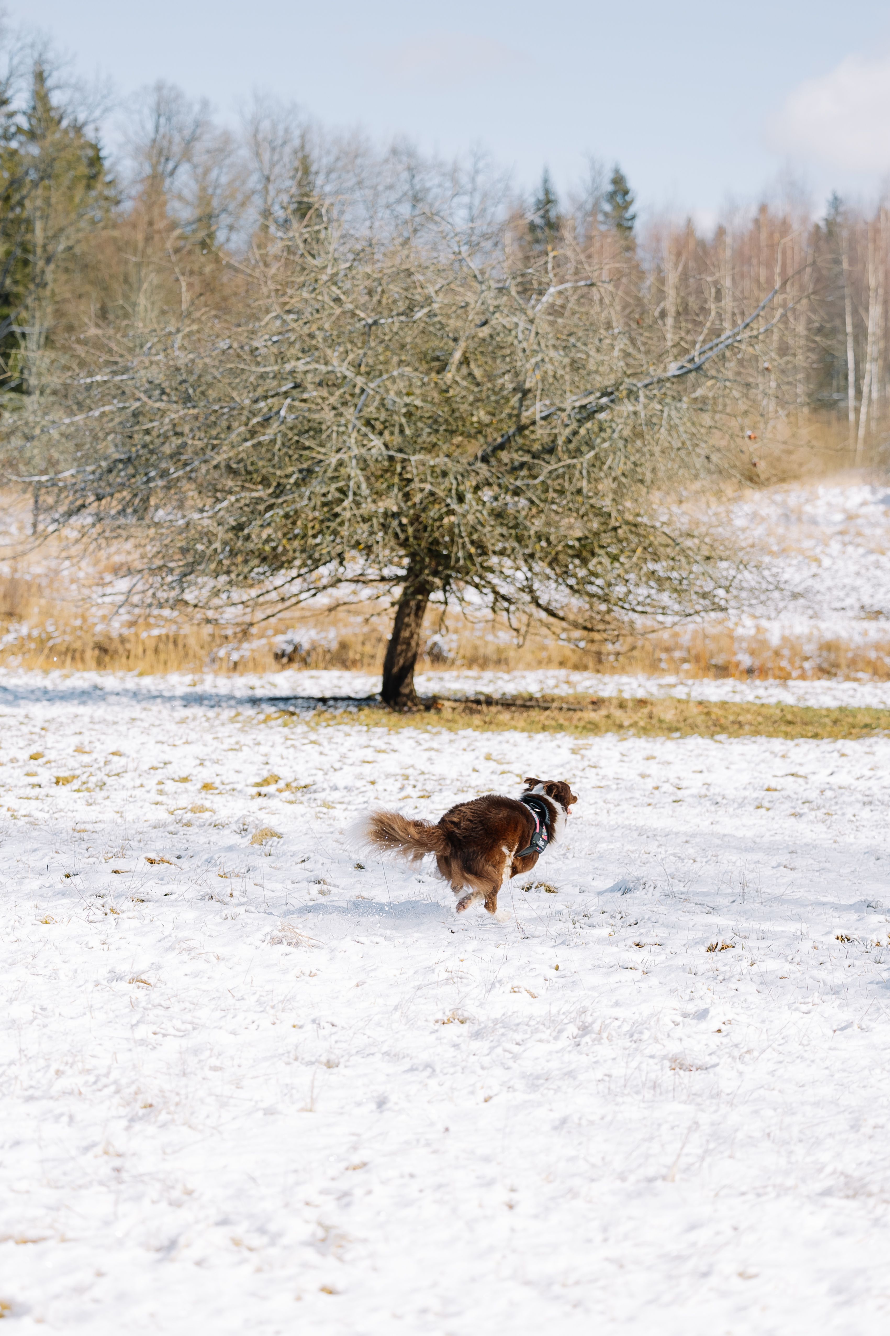 Dog Running Through a Snowy Field in Winter · Free Stock Photo