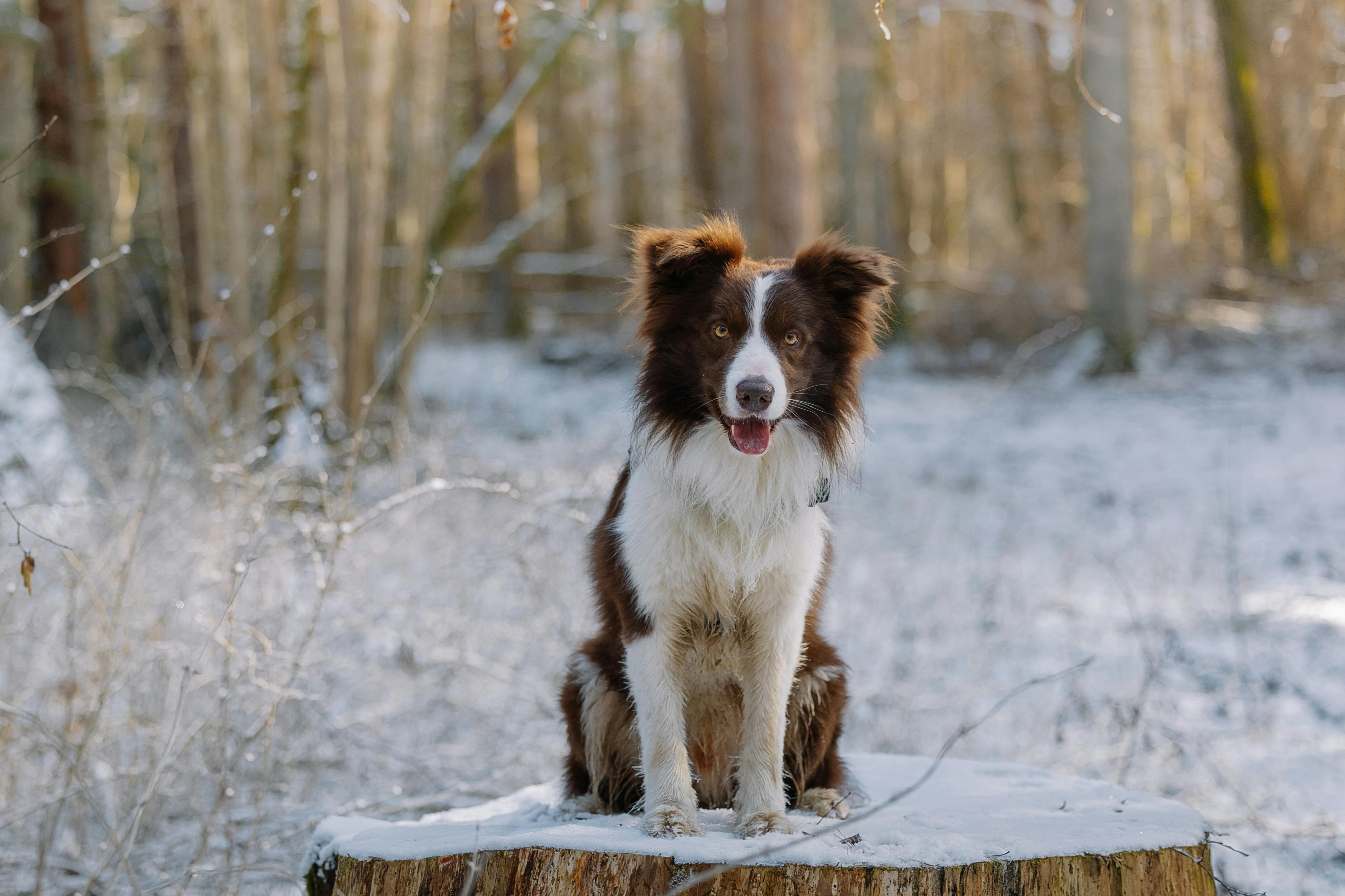 Winter weather pet safety tips from Kansas City animal experts — Photo by Elina Volkova on Pexels