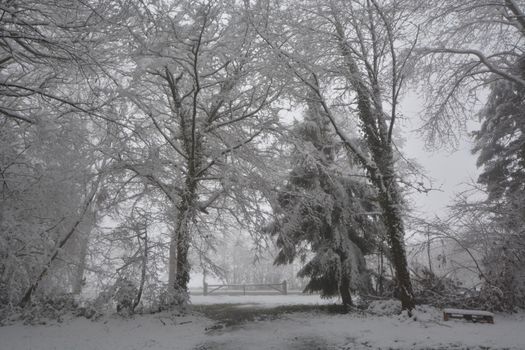 Idyllic snow-covered forest with tranquil path, perfect winter landscape.