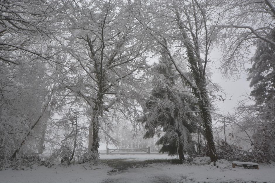 Idyllic snow-covered forest with tranquil path, perfect winter landscape.